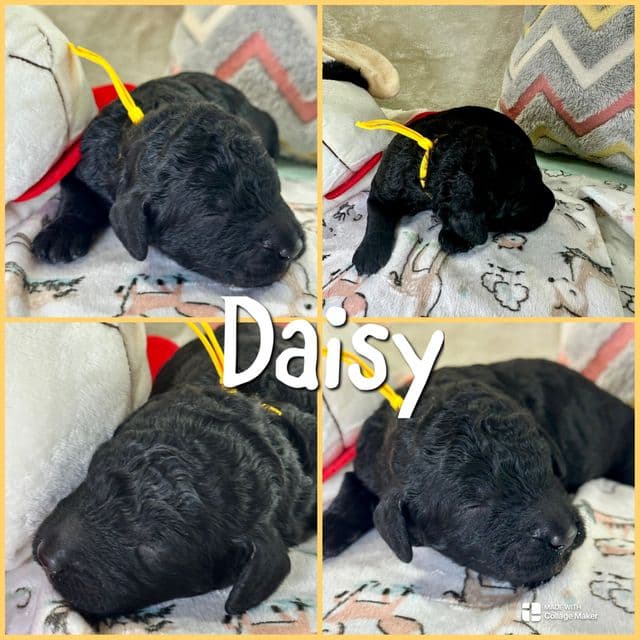 Daisy  - Standard Poodle Female