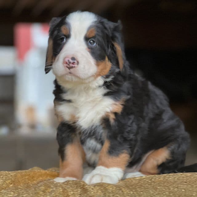 Treasure - Bernese Mountain Dog Female