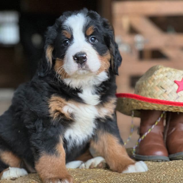 Tiffany - Bernese Mountain Dog Female