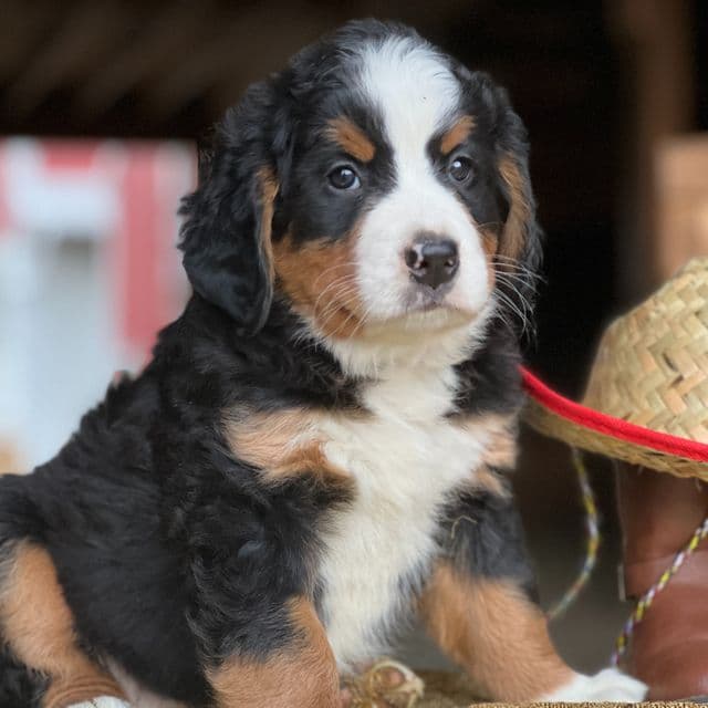 Therese - Bernese Mountain Dog Female