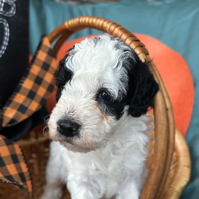 Mini/Toy Poodle - Toy Poodle Male