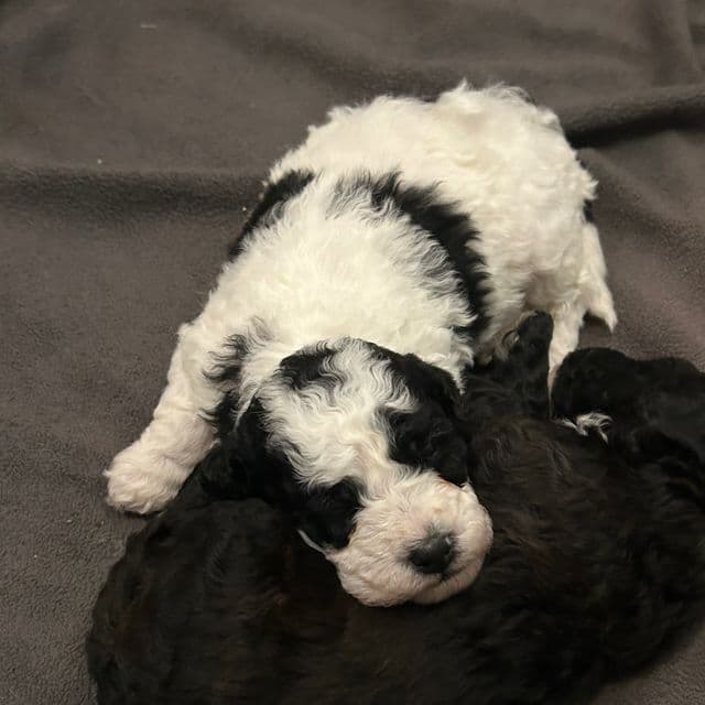 Mando - Toy Poodle Male