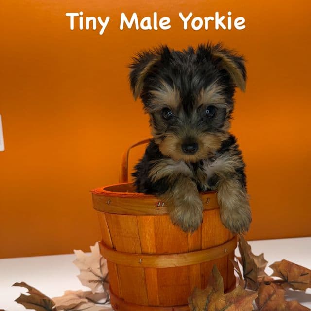 Mack  - Yorkshire Terrier Male