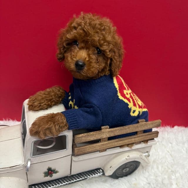 Kash  - Toy Poodle Male