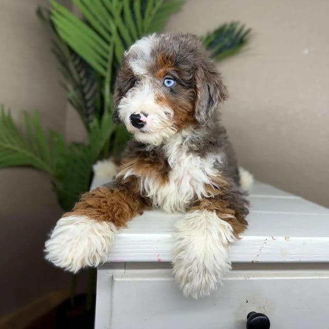 Francesca - Bernedoodle Female