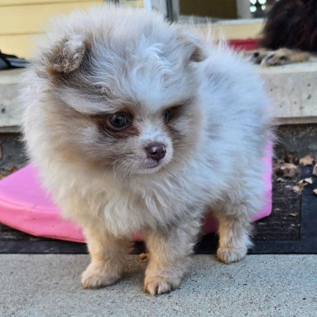 Louis Vutton - Pomeranian Male