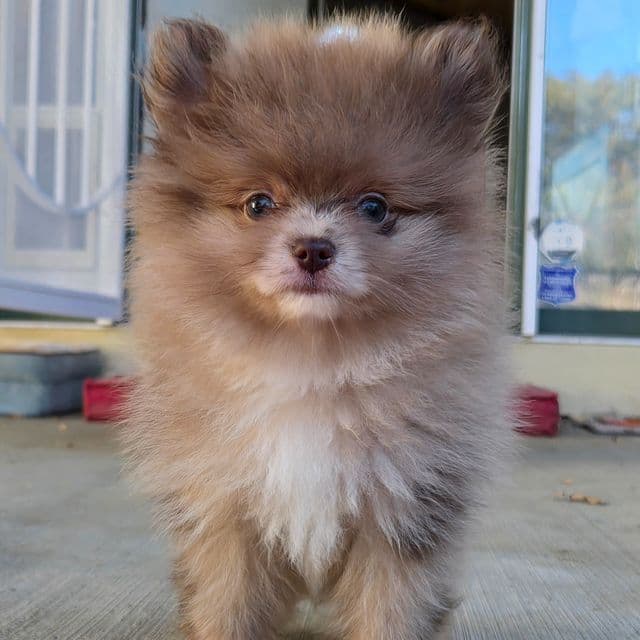 Versace - Pomeranian Male