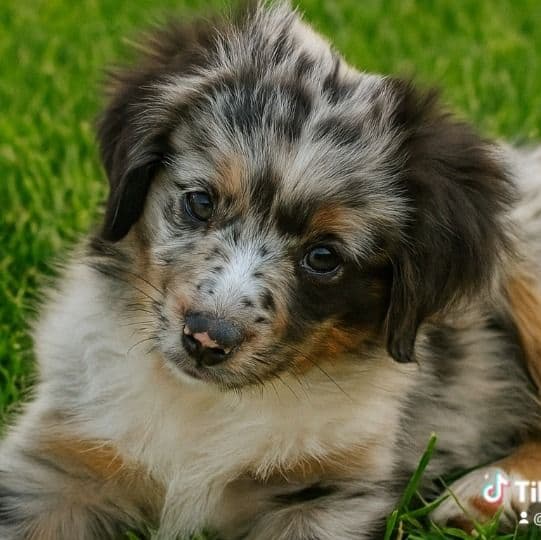 Connecticut - Australian Shepherd Male