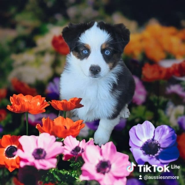 Maine. (Toy) - Australian Shepherd Female