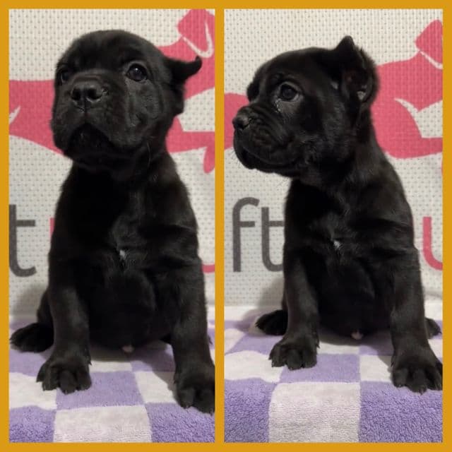 Orange Collar - Cane Corso Female