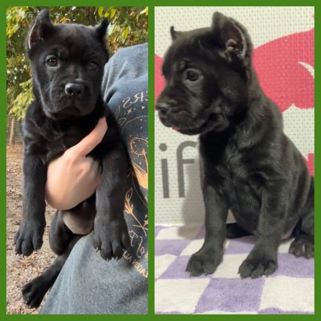 Green Collar - Cane Corso Female