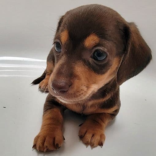 Mini Alfie  - Dachshund Male