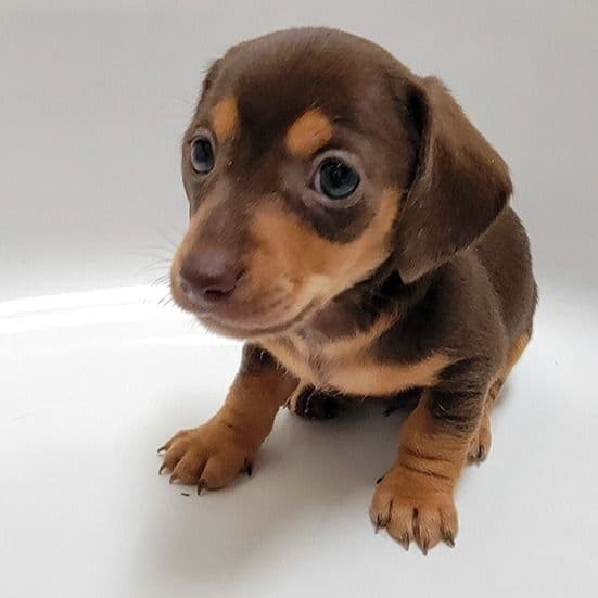 Archie Mini - Dachshund Male