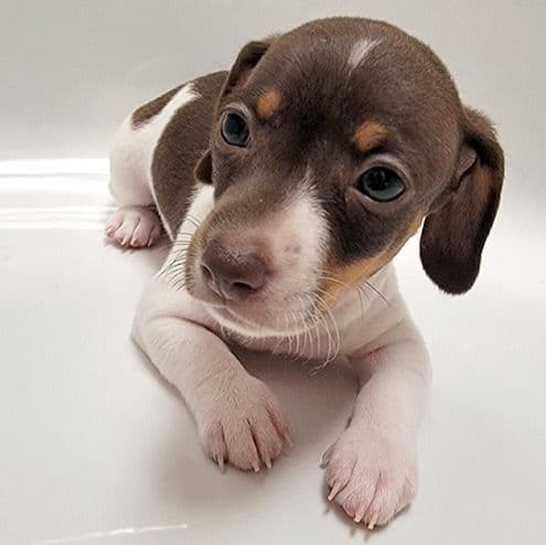Domino Piebald Mini - Dachshund Male