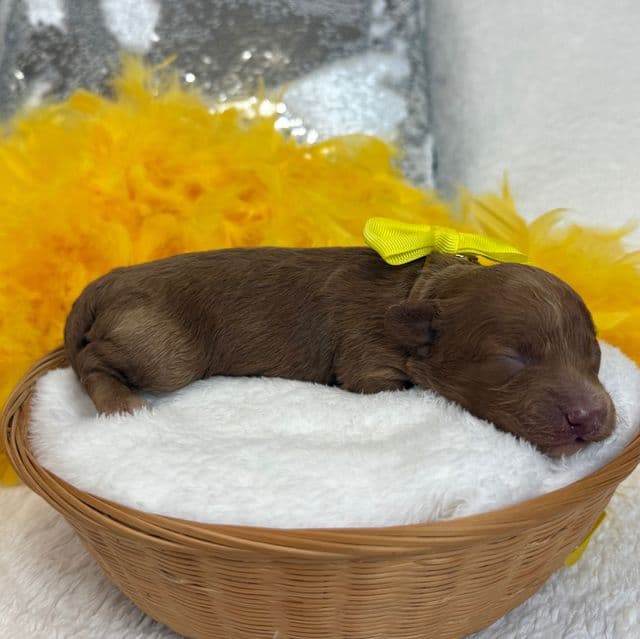 Maddie Yellow Girl - Cavapoo Female