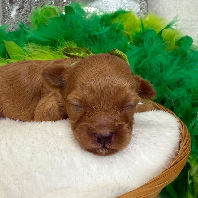 Rae Rae Green Boy - Cavapoo Male