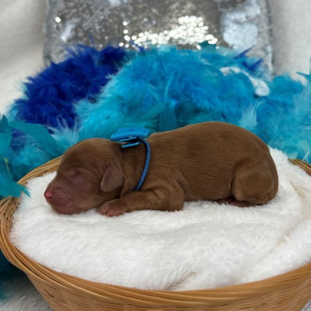 Jessie's Blue Boy - Cavapoo Male