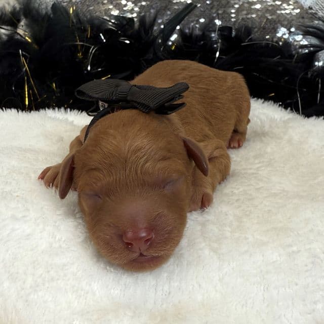 Jessie's Black Boy - Cavapoo Male
