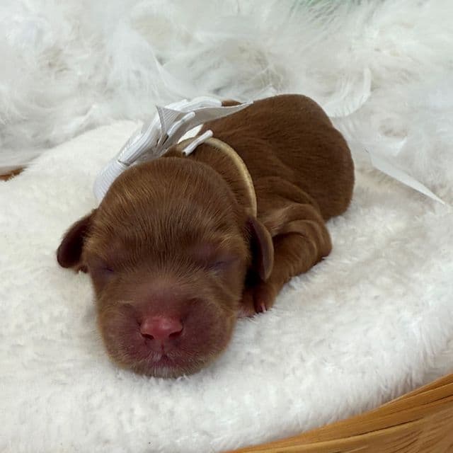 Jessie's White Boy - Cavapoo Male