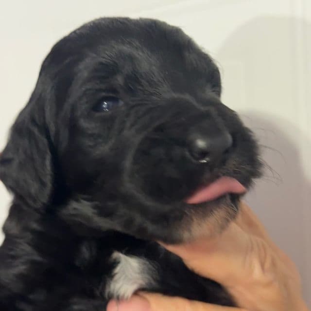 Clara - Goldendoodle Female