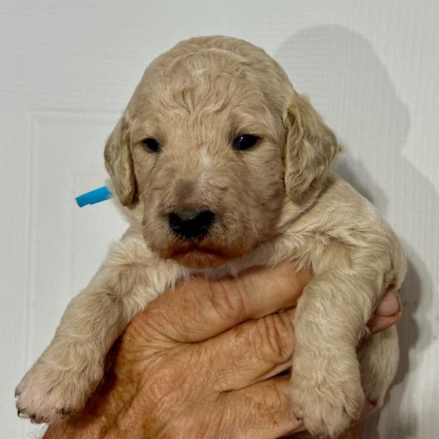 Clover - Goldendoodle Male