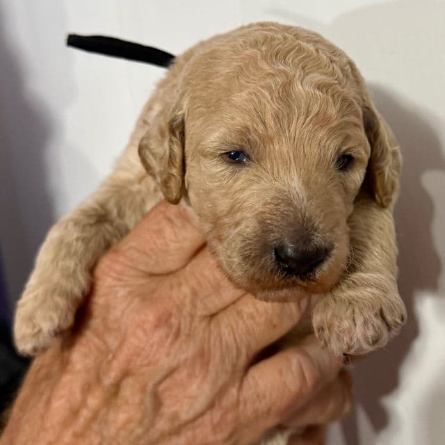 Casper - Goldendoodle Male
