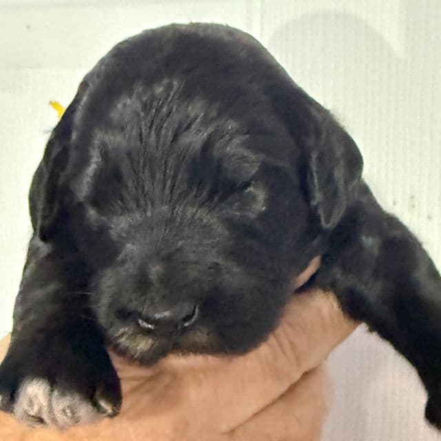 Caramel - Goldendoodle Female