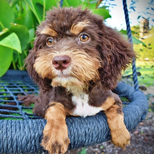 Tigger - Havapoo Male