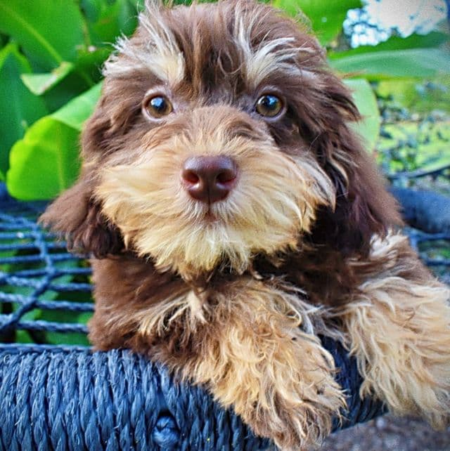 Teddy - Havapoo Male