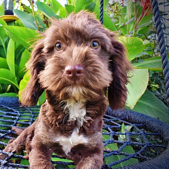 Ripley - Havapoo Female