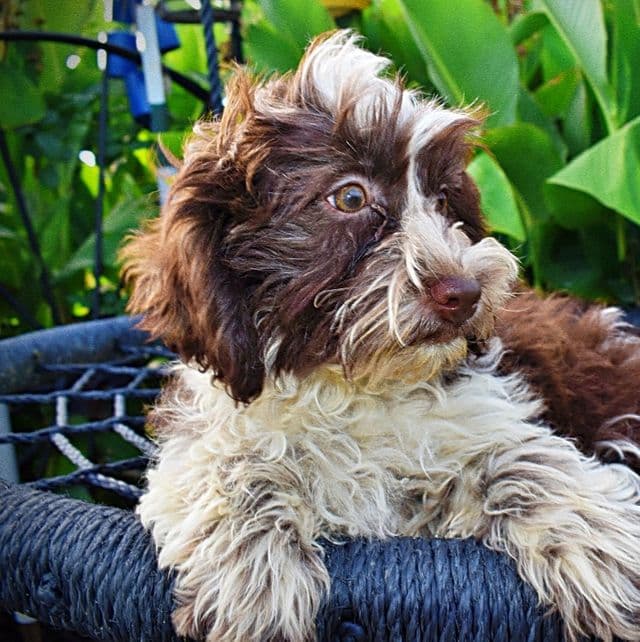 Rosie - Havapoo Female