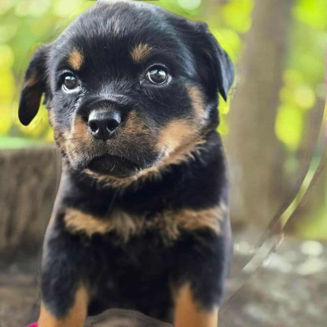 Light pink girl - Rottweiler Female