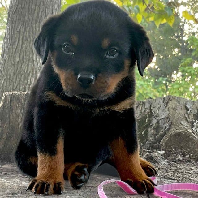 Dark pink Collar - Rottweiler Female