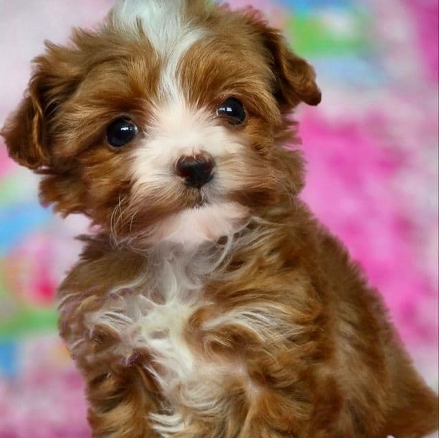 Tiny Scarlett - Yorkipoo Female