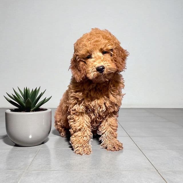 Bran Stark - Goldendoodle Male