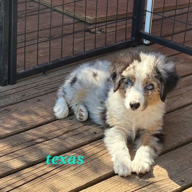 Texas - Australian Shepherd Male