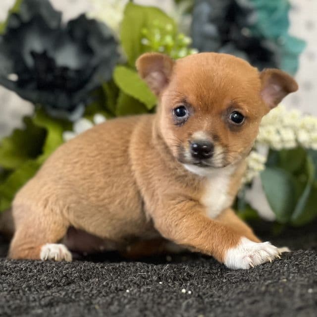 Bubbles - Chihuahua Female