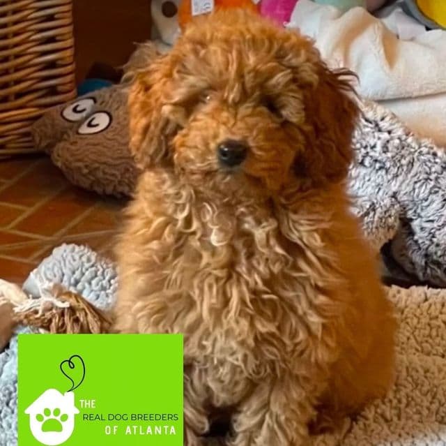 Rusty - Toy Poodle Male