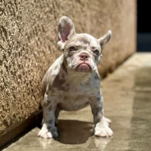 Zaharah - French Bulldog Female