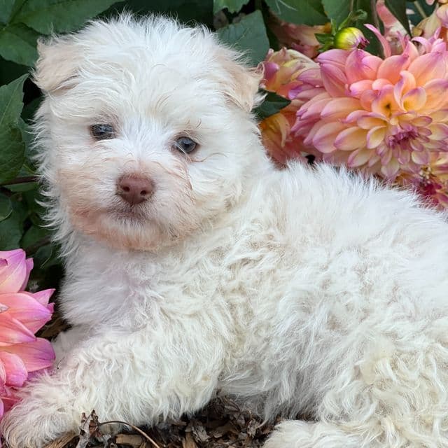 Buster - Havanese Male