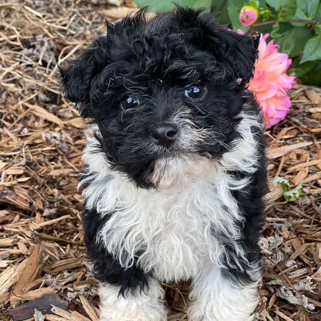 Buddy - Havanese Male
