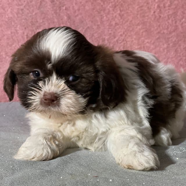Glitter - Shih Tzu Female