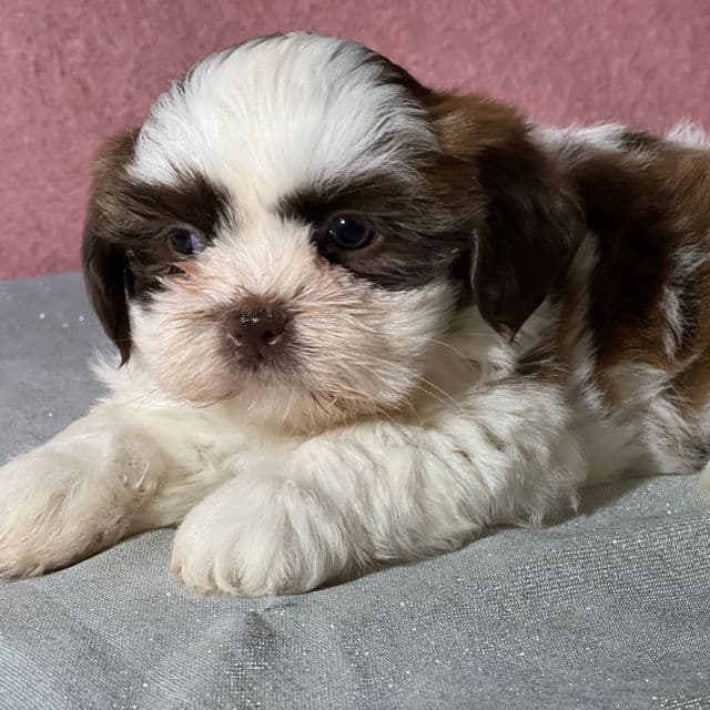 Gigi - Shih Tzu Female