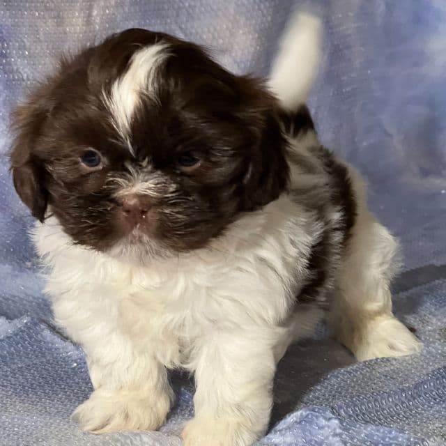 George  - Shih Tzu Male