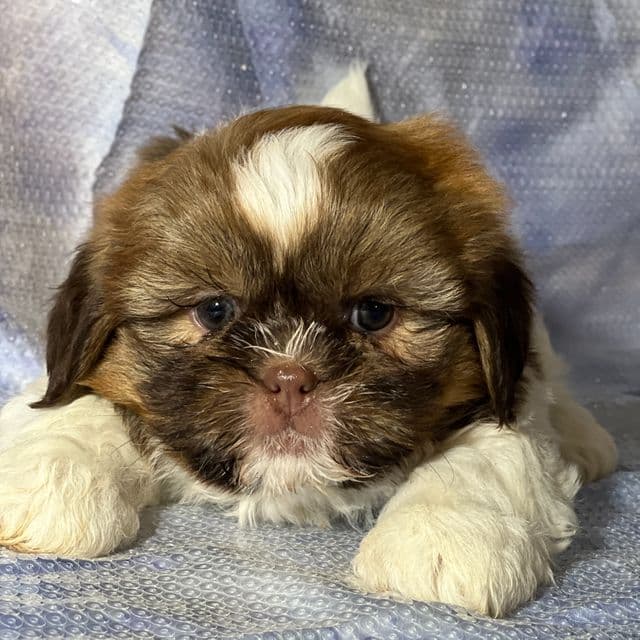Gizmo - Shih Tzu Male