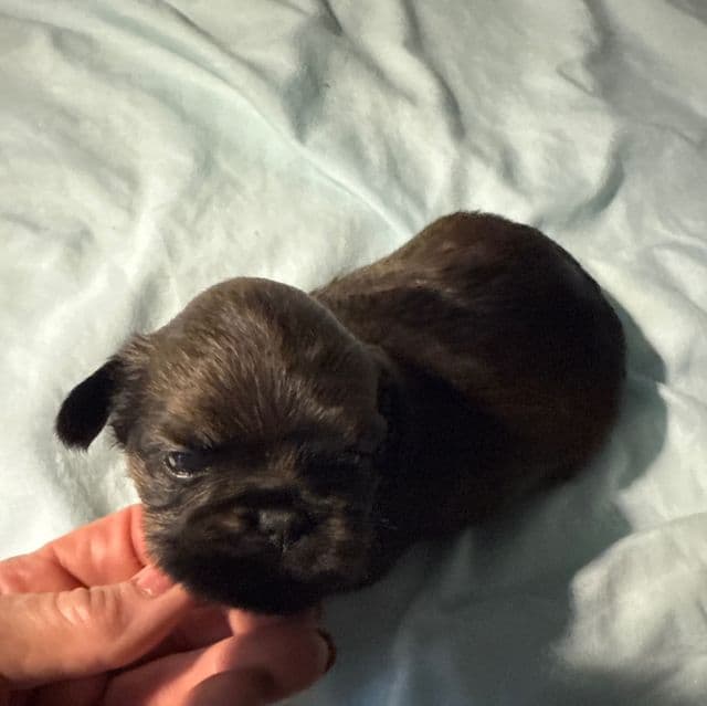 Bentley - Brussels Griffon Male
