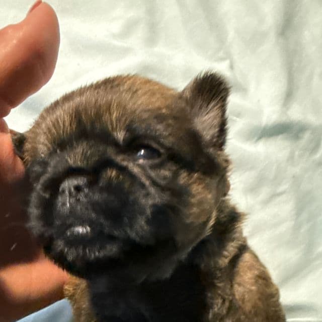 Belle - Brussels Griffon Female