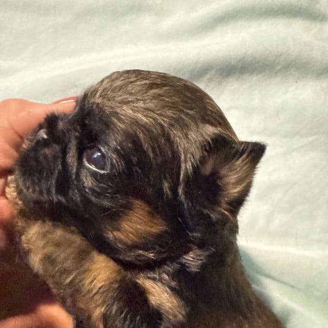 Bromley - Brussels Griffon Female