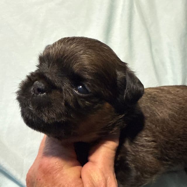  Bismark - Brussels Griffon Male