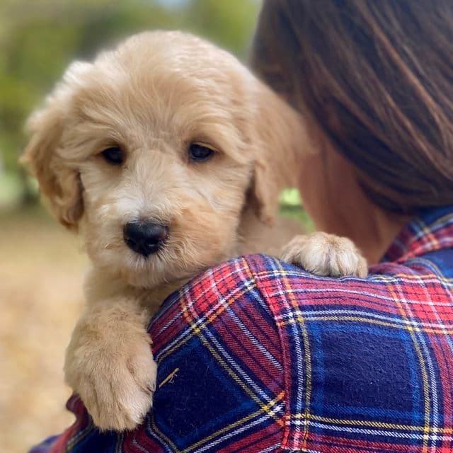 Gilbert  - Goldendoodle Male